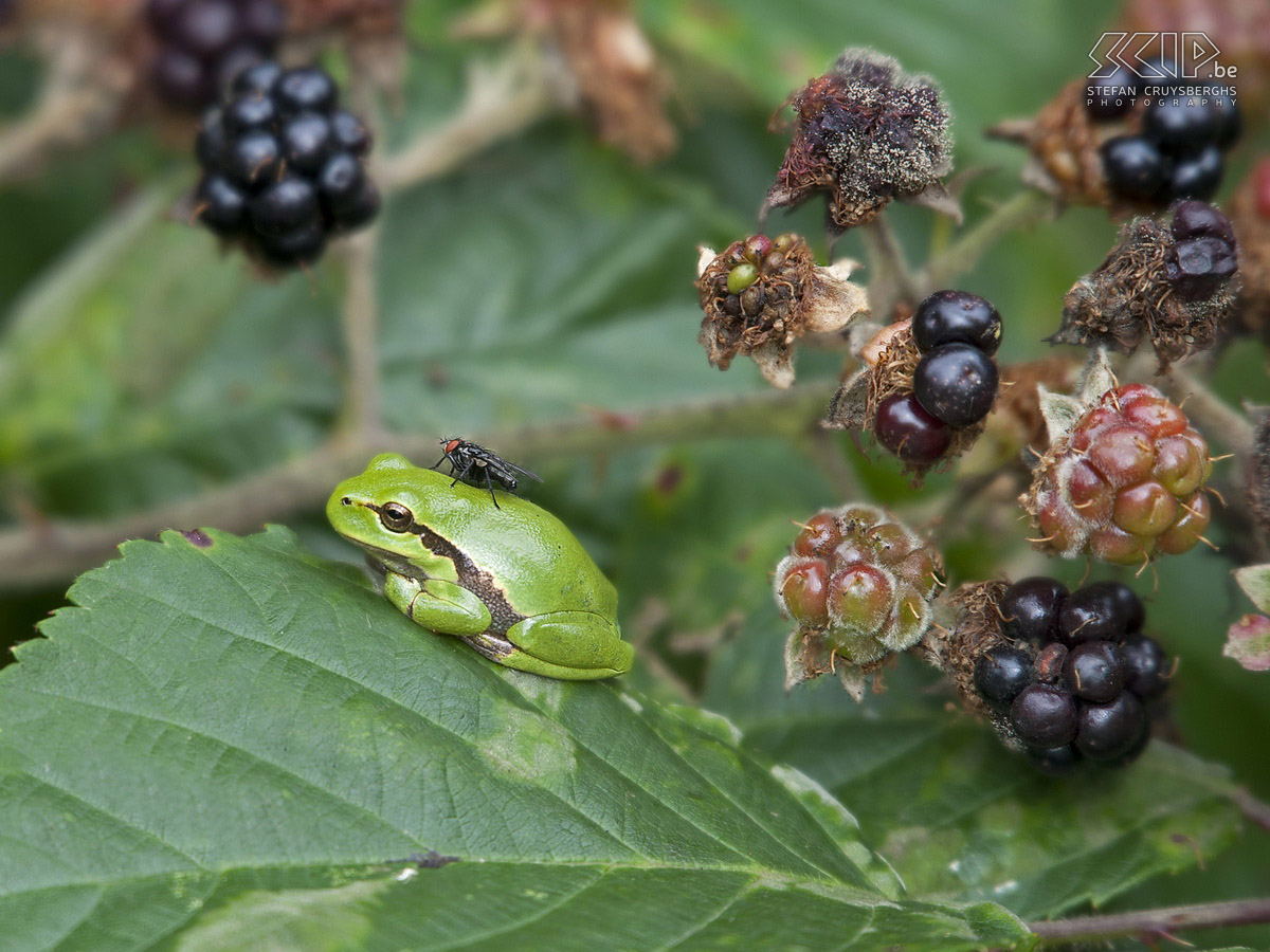 Boomkikkers Foto's van enkele boomkikkers (Hyla arborea) in een natuurgebied in Nederlands Limburg. De kikkertjes zijn maar 3 tot 4 centimeter groot.  Stefan Cruysberghs